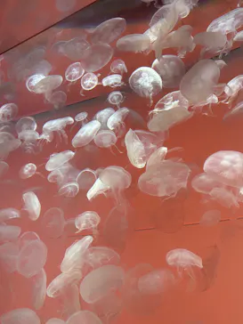 アクアワールド茨城県大洗水族館に投稿された画像（2026/5/17）