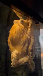 アクアワールド茨城県大洗水族館に投稿された画像（2026/5/17）