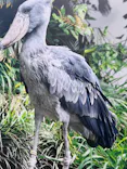 恩賜上野動物園に投稿された画像（2026/5/17）