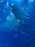 アクアワールド茨城県大洗水族館に投稿された画像（2026/5/17）