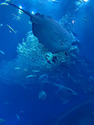 アクアワールド茨城県大洗水族館に投稿された画像（2026/5/17）