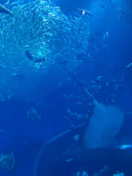 アクアワールド茨城県大洗水族館に投稿された画像（2026/5/17）