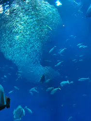 アクアワールド茨城県大洗水族館に投稿された画像（2026/5/17）