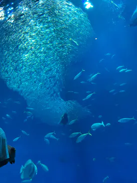 アクアワールド茨城県大洗水族館に投稿された画像（2026/5/17）