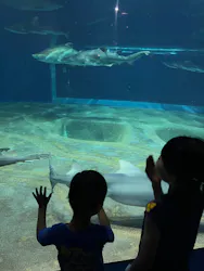 アクアワールド茨城県大洗水族館に投稿された画像（2026/5/17）