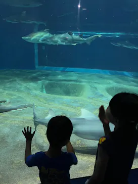 アクアワールド茨城県大洗水族館に投稿された画像（2026/5/17）