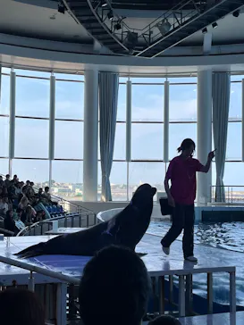 アクアワールド茨城県大洗水族館に投稿された画像（2026/5/17）