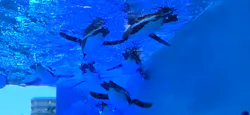 サンシャイン水族館に投稿された画像（2026/5/17）