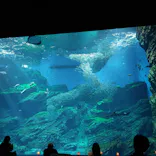 仙台うみの杜水族館に投稿された画像（2026/5/17）