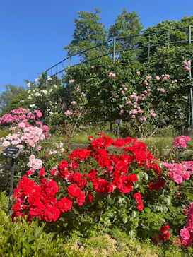 名古屋市東山動植物園に投稿された画像（2026/5/17）