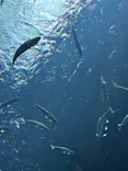 滋賀県立琵琶湖博物館に投稿された画像（2026/5/18）
