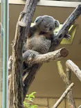 名古屋市東山動植物園に投稿された画像（2026/5/18）