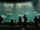 葛西臨海水族園に投稿された画像（2026/5/18）