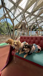 西武園ゆうえんちに投稿された画像（2026/5/17）