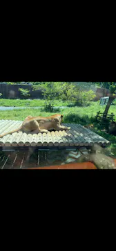 多摩動物公園 ライオンバス乗車券に投稿された画像（2026/5/17）