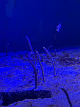 仙台うみの杜水族館に投稿された画像（2026/5/17）
