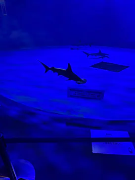 仙台うみの杜水族館に投稿された画像（2026/5/17）