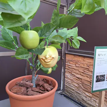 自然体感展望台 六甲枝垂れに投稿された画像（2026/5/17）
