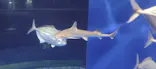 アクアワールド茨城県大洗水族館に投稿された画像（2026/5/18）