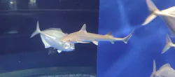 アクアワールド茨城県大洗水族館に投稿された画像（2026/5/18）