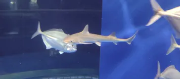 アクアワールド茨城県大洗水族館に投稿された画像（2026/5/18）