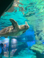 名古屋港水族館に投稿された画像（2026/5/18）
