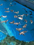 上越市立水族博物館 うみがたりに投稿された画像（2026/5/18）