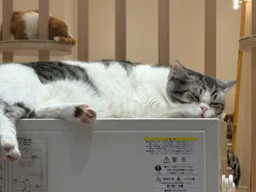 猫カフェモカ　イオンモール幕張新都心店に投稿された画像（2026/5/18）