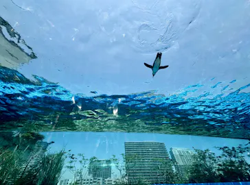 サンシャイン水族館に投稿された画像（2026/5/18）