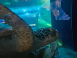 しながわ水族館に投稿された画像（2026/5/18）