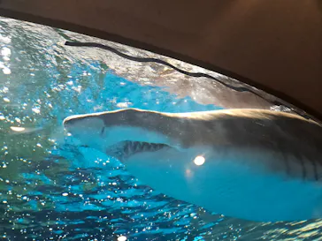 しながわ水族館に投稿された画像（2026/5/18）