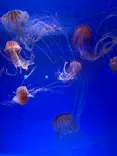 新江ノ島水族館に投稿された画像（2026/5/18）