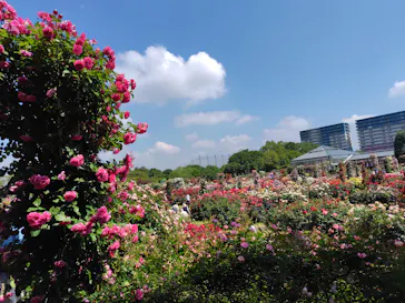 京成バラ園に投稿された画像（2026/5/18）