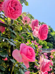 ぎふワールド・ローズガーデンに投稿された画像（2026/5/18）