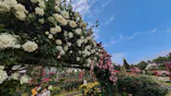 京成バラ園に投稿された画像（2026/5/18）
