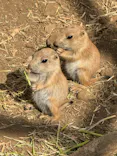 日立市かみね動物園に投稿された画像（2026/5/18）