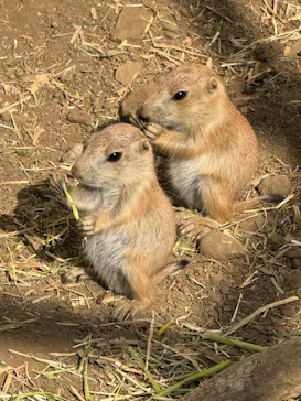 日立市かみね動物園に投稿された画像（2026/5/18）