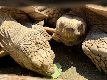 日立市かみね動物園に投稿された画像（2026/5/18）
