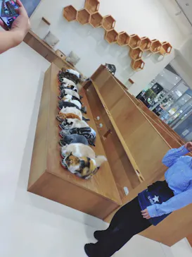Cat Café MOFF イーアス沖縄豊崎店に投稿された画像（2026/5/18）