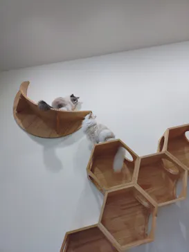 Cat Café MOFF イーアス沖縄豊崎店に投稿された画像（2026/5/18）