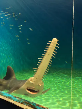 ゼロ距離水族館 伊勢シーパラダイスに投稿された画像（2026/5/18）
