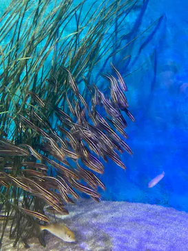 竹島水族館に投稿された画像（2026/5/18）