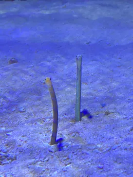 竹島水族館に投稿された画像（2026/5/18）