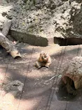 恩賜上野動物園に投稿された画像（2026/5/19）