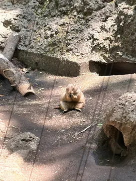 恩賜上野動物園に投稿された画像（2026/5/18）