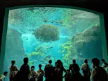 新江ノ島水族館に投稿された画像（2026/5/19）