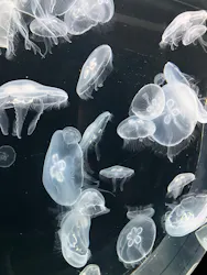 仙台うみの杜水族館に投稿された画像（2026/5/18）