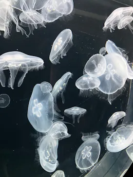 仙台うみの杜水族館に投稿された画像（2026/5/18）