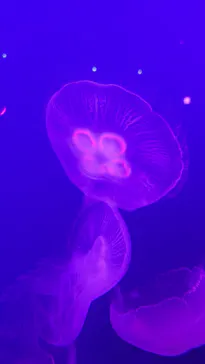新江ノ島水族館に投稿された画像（2026/5/19）