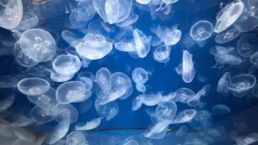 葛西臨海水族園に投稿された画像（2026/5/19）